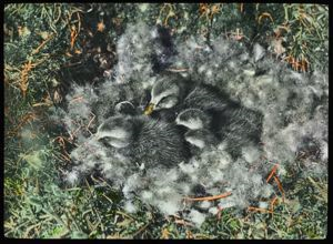 Image of Young Eiders in Nest